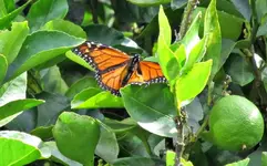 Copy of IMG_9284v.webp