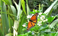 Copy of IMG_9285v.webp