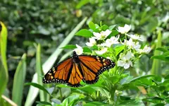 Copy of IMG_9286v.webp