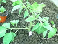Black Truffle.webp