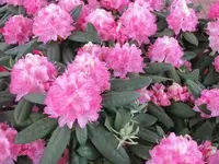029.webp