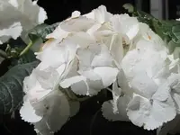 010.webp