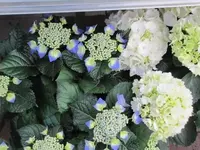 036.webp