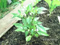 Gelbe Chili.webp