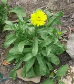 Ringelblume.webp