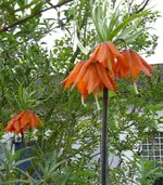 Blumen Kaiserkronen.webp