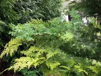 grün.webp