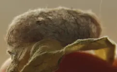 Kokon1.webp