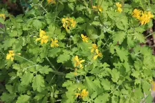 blueten_April.webp