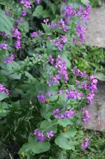 lila_Pflanze_April.webp