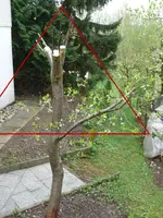 Obstbaum-Veredelung.webp