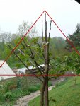 Obstbaum-Veredelung2.jpg