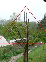 Obstbaum-Veredelung2.webp