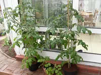 SAM_0721.webp