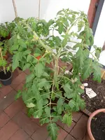 SAM_0723.webp