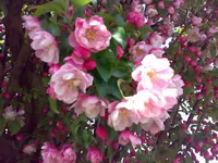 unbekannte blume.webp