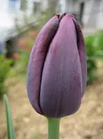 2013 039.webp