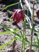 Schachbrettblume.webp