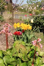 Vorgarten 130501_2.webp