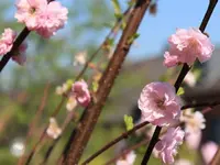 Prunus triloba.webp