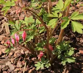 Traenendes Herz rosa.webp