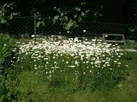 garten3 002.webp