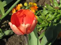 049.webp