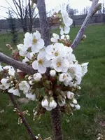 Kirschblüte29_4_13.webp