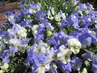 002.webp