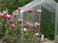 Magnolie.webp