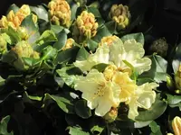 029.webp