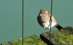 Copy of IMG_8839v.webp