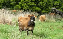 Copy of IMG_8692v.webp