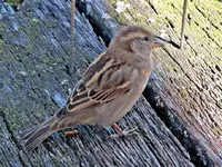 Copy of IMG_8854v.webp