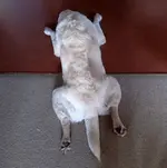 Hund v.webp