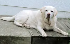 Hund 2 v.webp