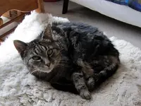 Katze v.webp