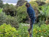Papagei v.webp