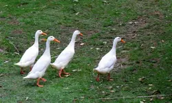 Enten v.webp