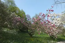 2013_0501Frühling0091.webp