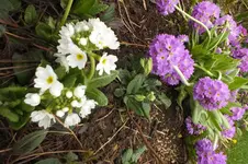 2013_0422Frühling0013.webp