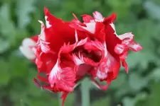 Papageientulpe 1.5..webp