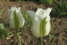 w. Tulpen 2.5..webp