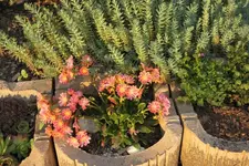 Lewisia 2.5..webp