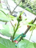 DSC_0676.webp