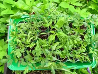 tomato1.webp