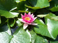 100_1294.webp
