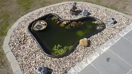 Frosch.webp