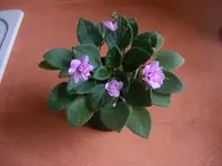Usambaraveilchen1.webp