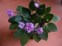Usambaraveilchen2.webp